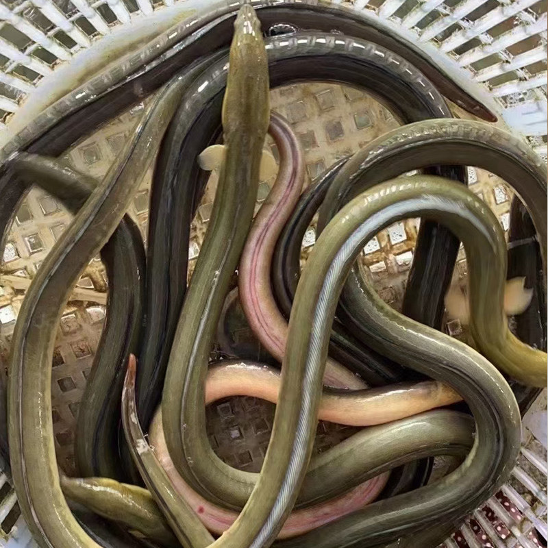 东山岛海鲜活杜龙中华须鳗活卢鳗花蛇鳗冷冻水产品鳗鱼