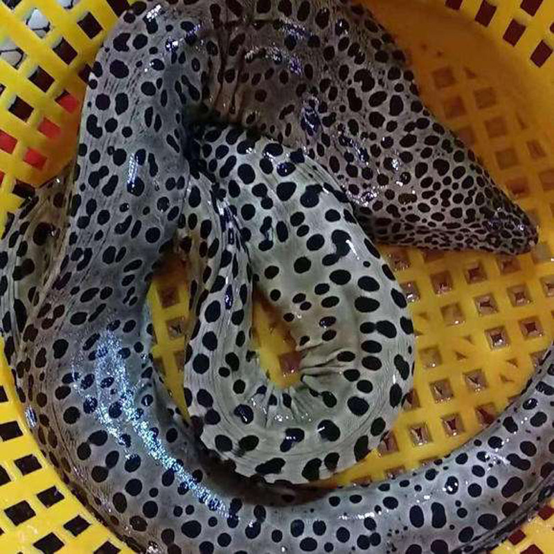 深海鳗虎冷冻鲜活海鲜东山岛卢鳗鳗活鳗石石鳗鱼鳗鱼