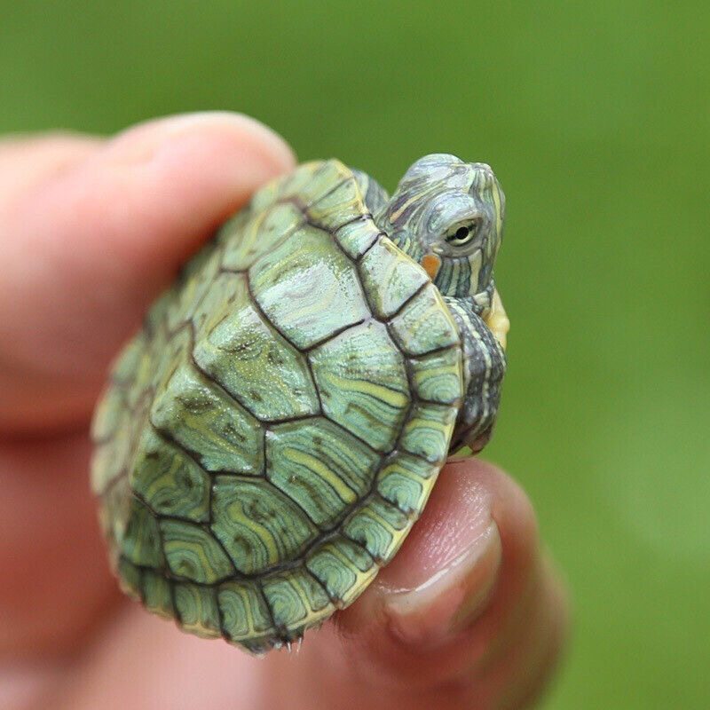 乌龟活物大巴巴西活体宠物长寿观赏绿色小彩龟