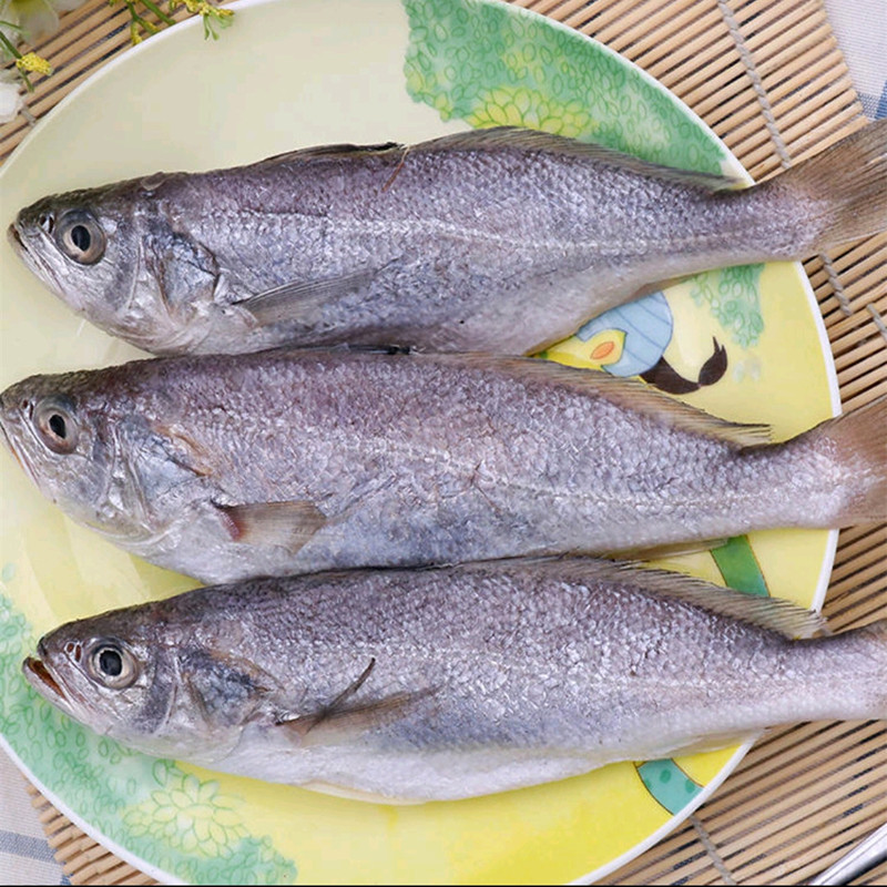 深海白菇鱼20斤新鲜冷冻海鲜水产白姑鱼黄菇鱼白姑黄鱼