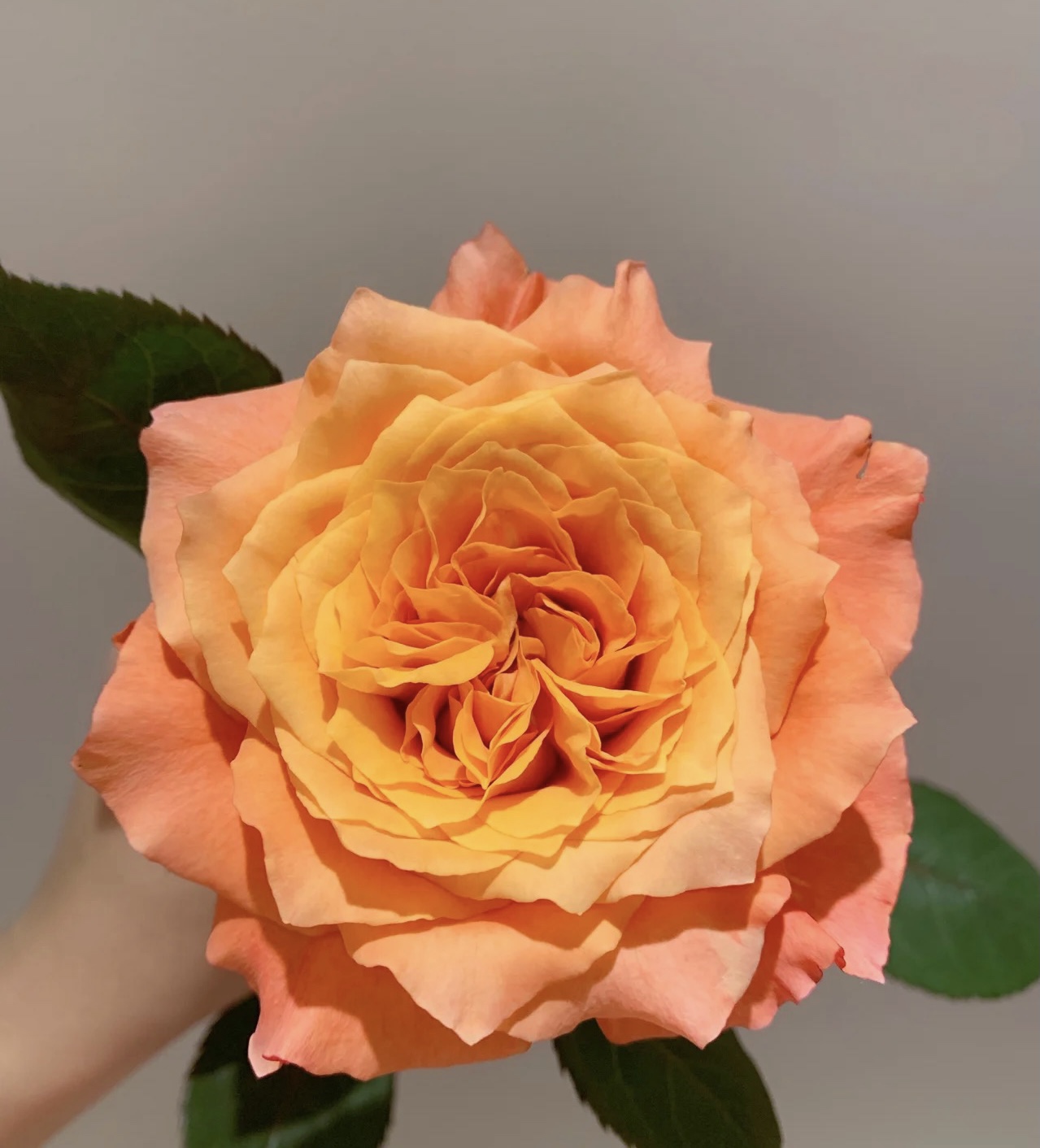 火灵鸟玫瑰花鲜花云南基地地直发直批家用顺丰到家鲜花速递(同城)