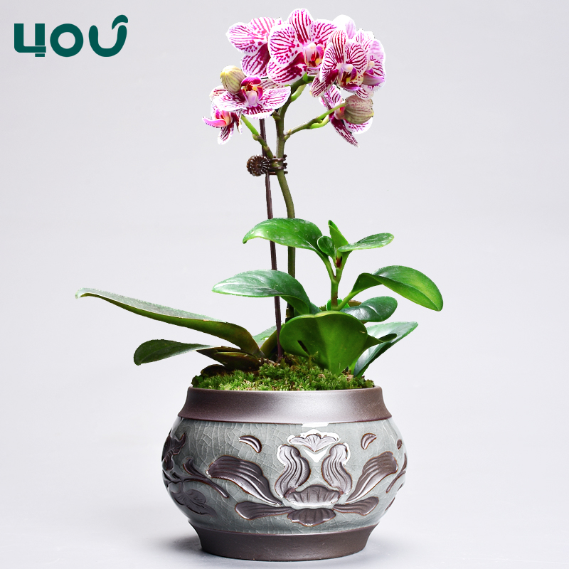 蝴蝶兰专用花盆陶瓷哥绿植吊兰盆栽复古家用多肉花盆