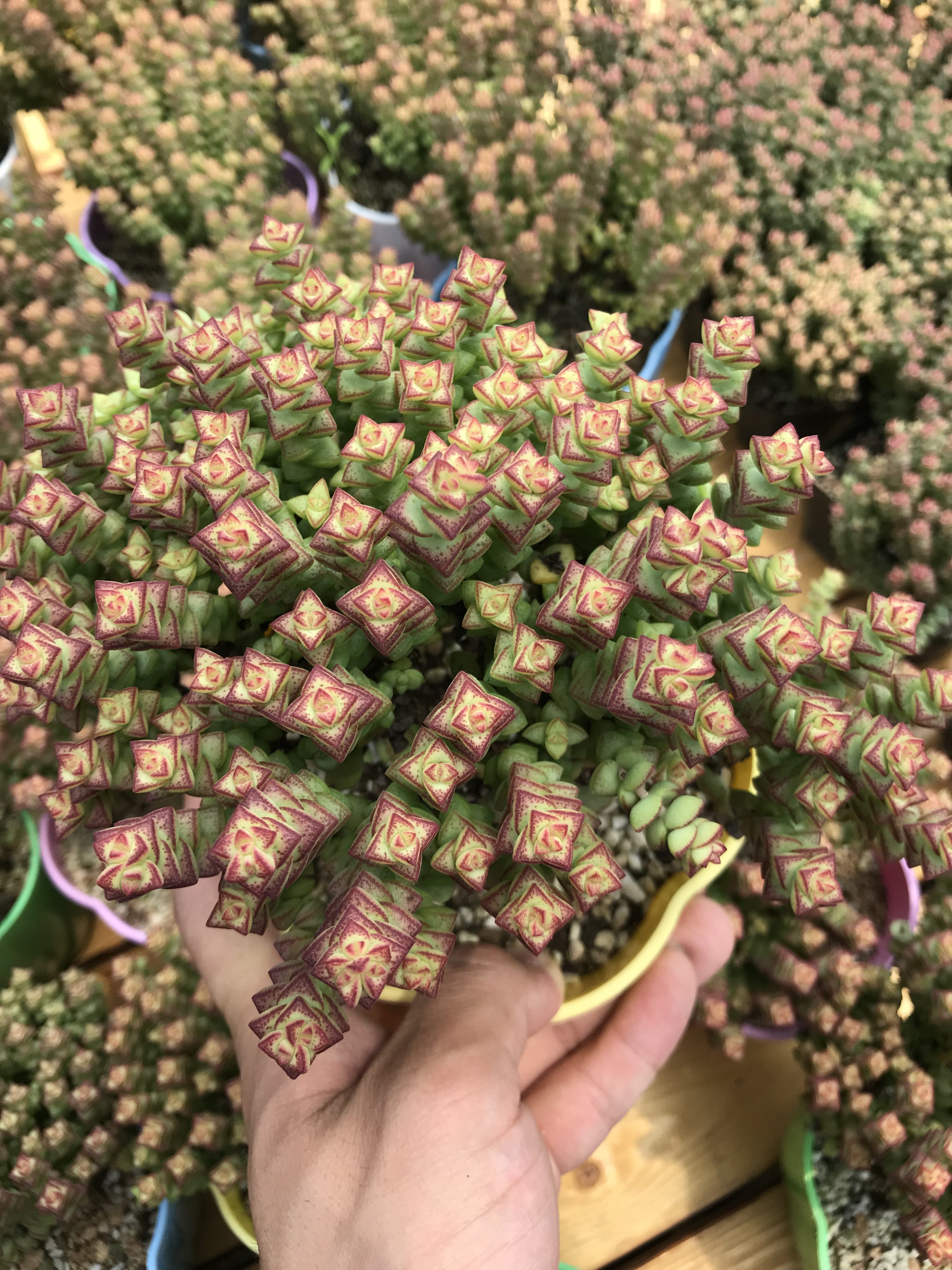 多肉植物小米米星钱串玉坠佛珠蜡笔情人碧玉莲多肉植物