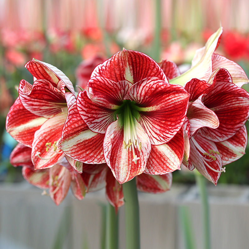 杂交朱顶红国产虹越庭院花园阳台多年生花球根可种球