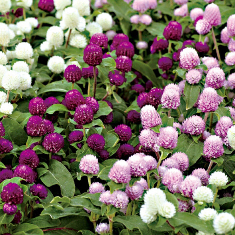 虹越萌吖吖花卉种子双距鸡冠花千日千日红红矾根剪家庭园艺种子