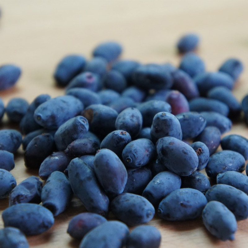 虹越果树 蓝靛果p9盆栽苗 庭院阳台种植果树 美味蓝色小浆果