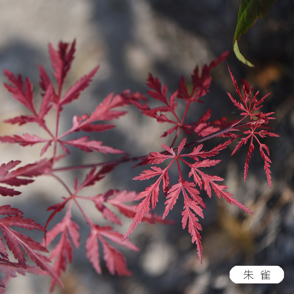 庭园别墅园林 日本红枫盆栽苗朱雀第一鬼秋月姬爪柿乙女樱美峰日式