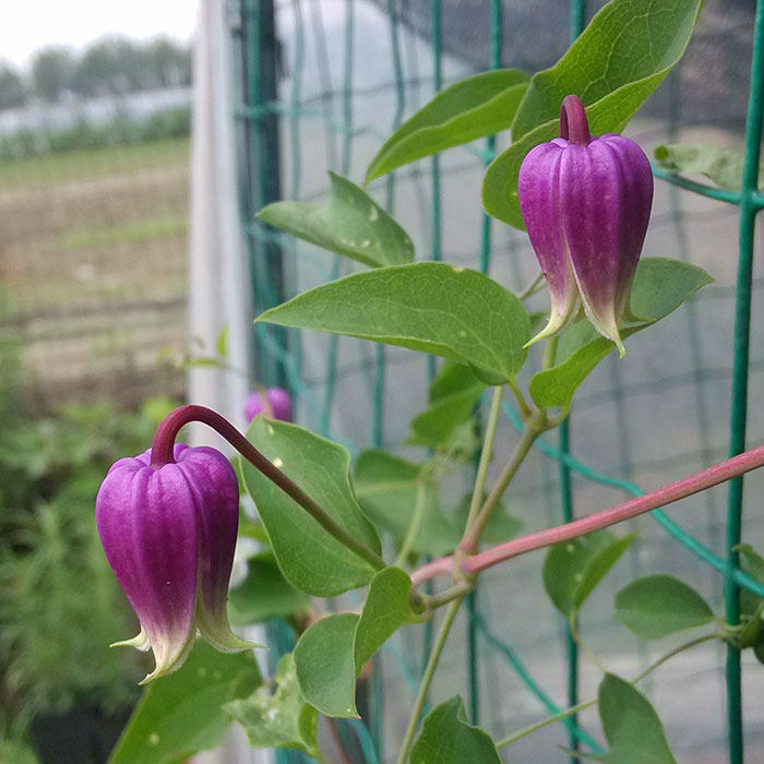 虹越 铃铛型铁线莲 胭脂扣/王梦 p14盆栽苗 庭院花园爬藤花卉植物