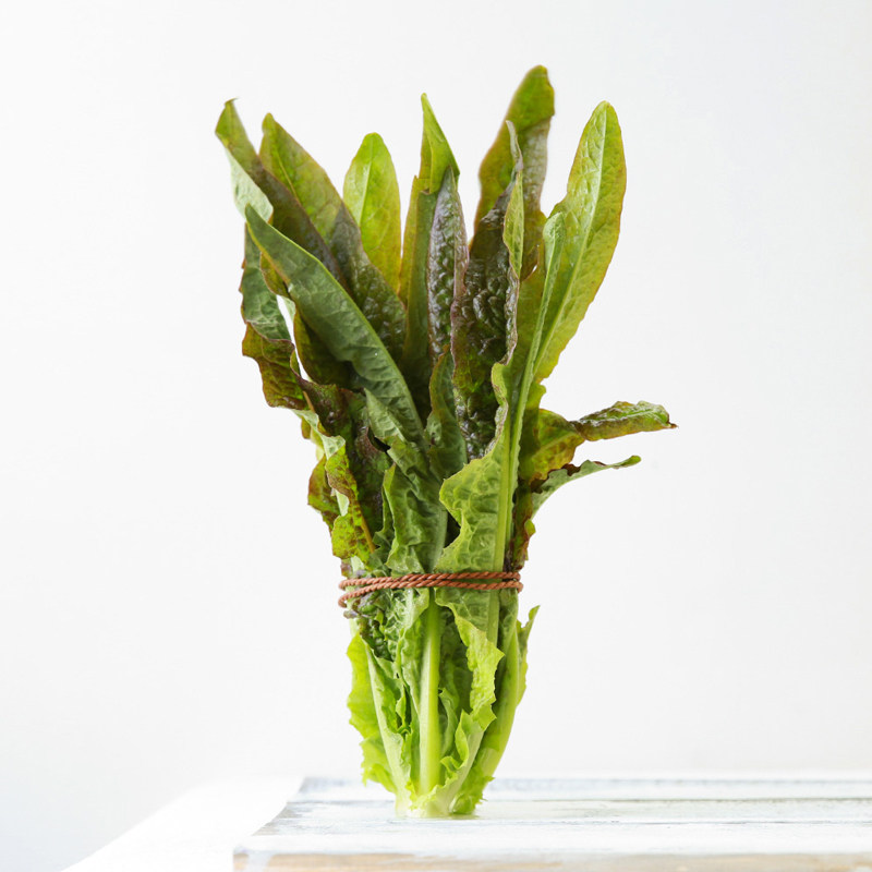 紫油麦菜种子 无斑香甜紫色紫红色油麦菜 可阳台四季种菜盆栽蔬菜