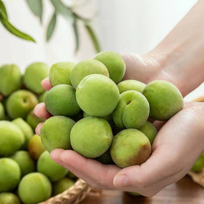 诏安青梅鲜果5斤新鲜现摘泡酒梅子大果应季其它