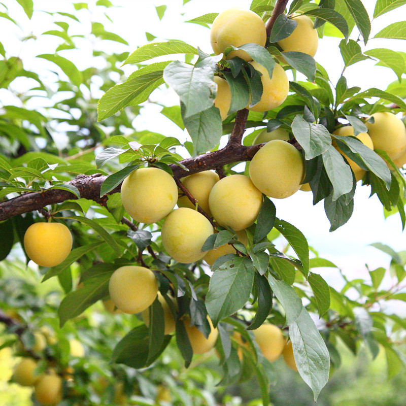 四川蜂糖李子果桃花蜂蜜李子冰糖李子新鲜水果黄金奈李