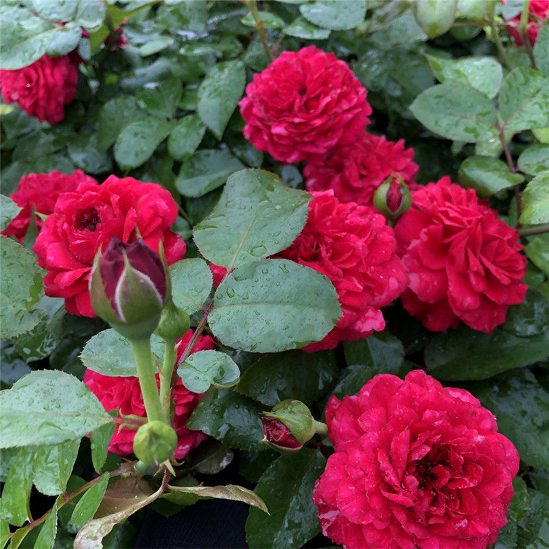 欧月红达红色达芬奇玫兰盆栽月季灌木短藤庭院花卉