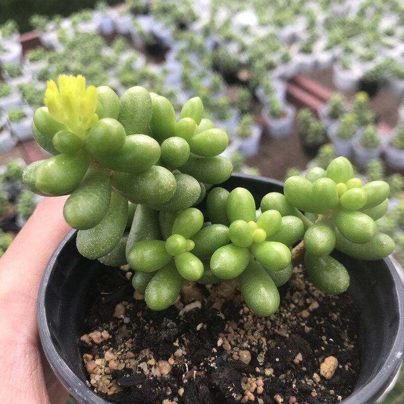 绿龟之卵老桩多肉昆明5年老店基地趣味阳台多肉植物