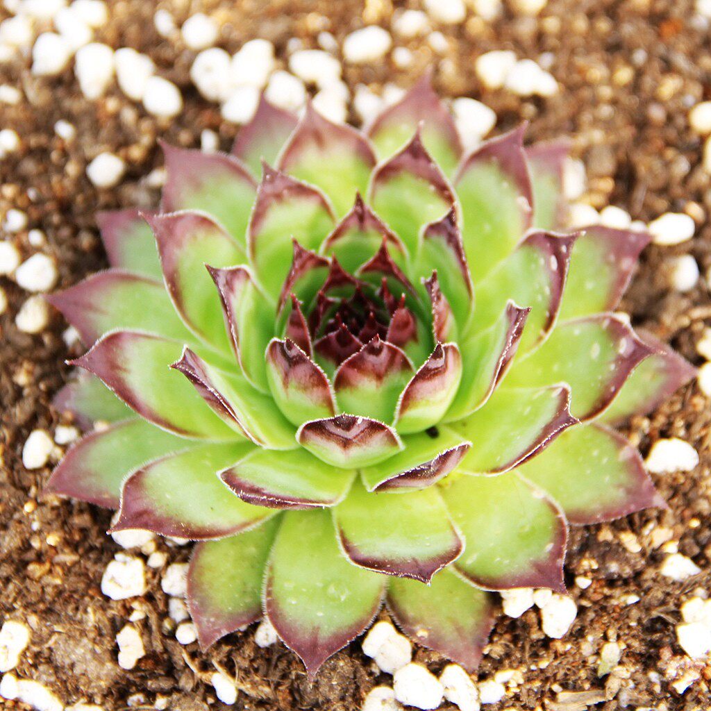 植物观音室内超大宿舍好养盆栽大棵容易易爆多肉植物