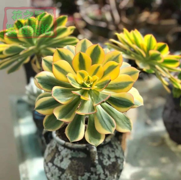 多肉植物法师灿烂手捧花缀一物一拍老桩室内多肉植物