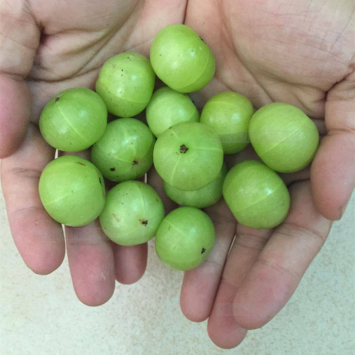 新鲜孕妇1份余甘水果酸水橄榄采摘果牛果余其它