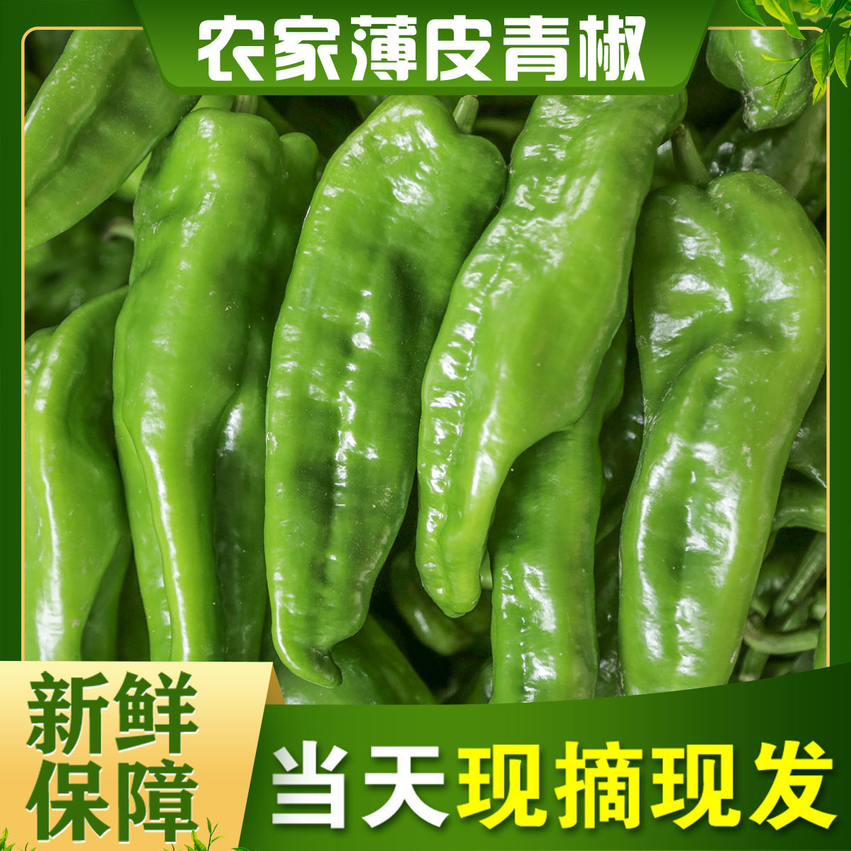 现摘虎皮青椒5斤新鲜辣椒薄皮微辣蔬菜包邮辣椒