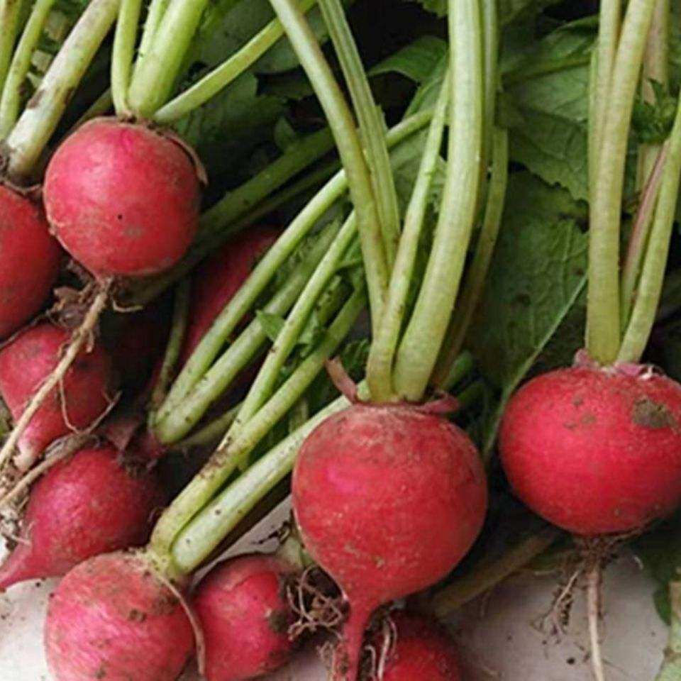 四季口感无叶凉拌生吃萝卜水果樱桃红萝卜小红萝卜