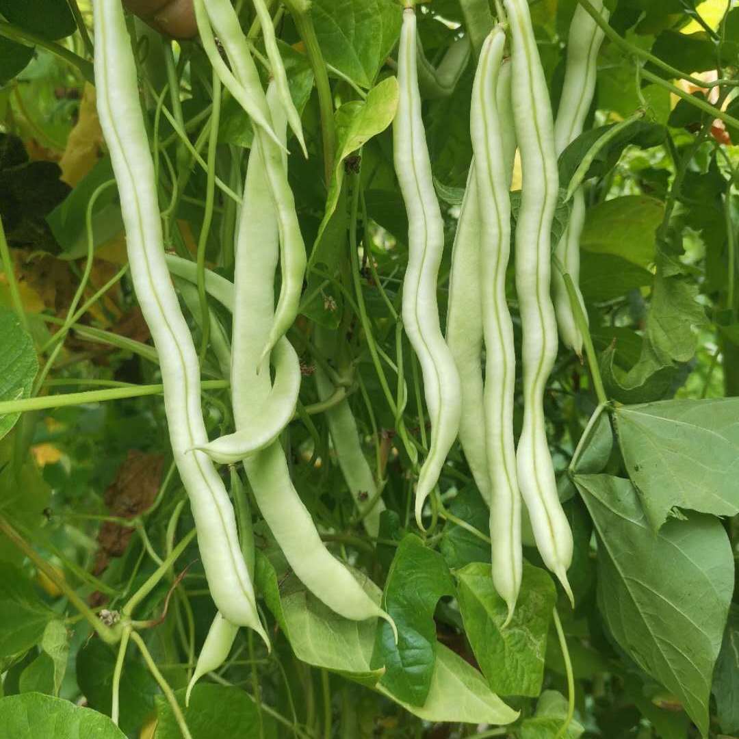 豆角新鲜芸豆不老白不老白大架白豆角九粒四季老来其它