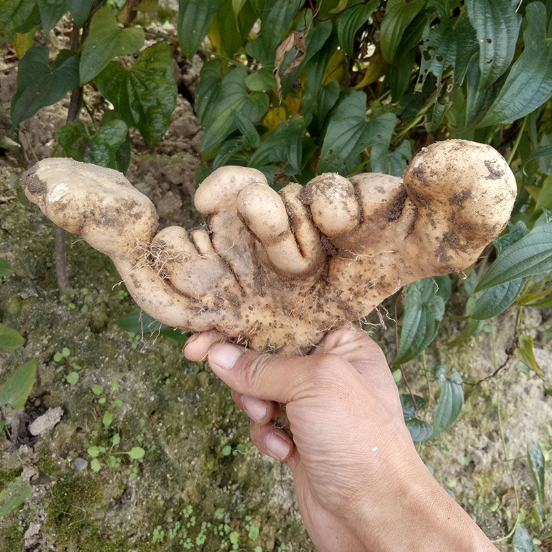 山药正宗佛手5斤新鲜现挖纯天然特产野生pk新鲜山药