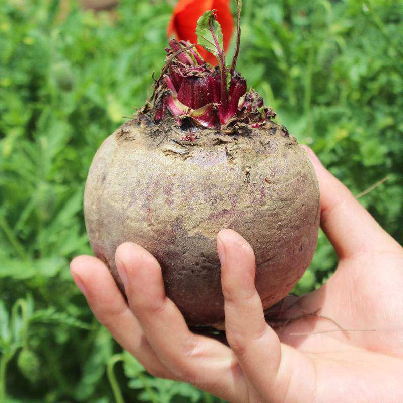 甜菜新鲜菜根10斤包邮打炒菜食用甜根头红菜头其它