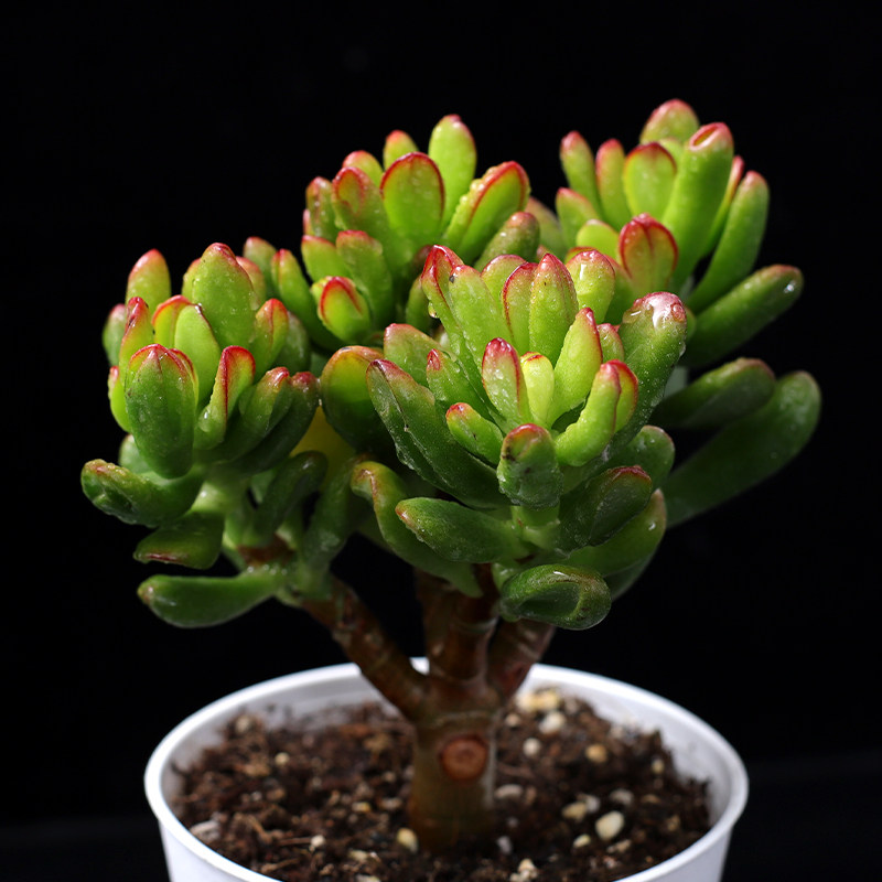 植物多肉吸财树老桩室内绿植花卉盆栽筒叶花月多肉植物