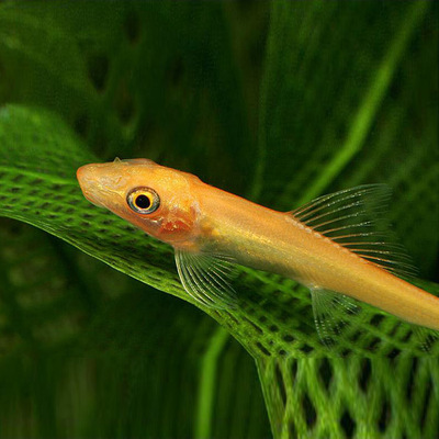 青苔鼠清洗去除鱼缸青苔活体淡水包活中通包邮掌柜推荐