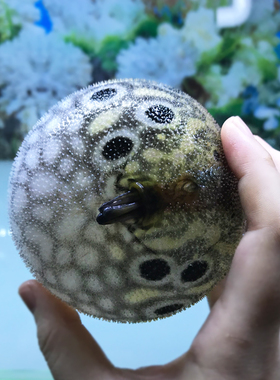 麒麟狗头鱼活体淡水潜水艇观赏鱼