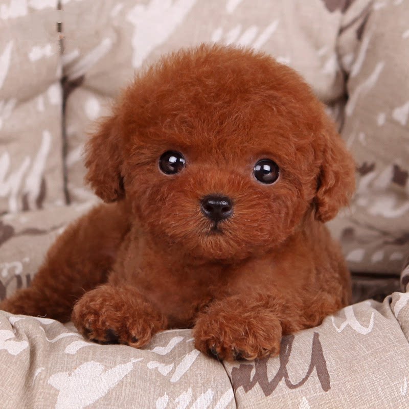 纯种泰迪幼犬活体长不大小型袖珍博美犬迷你贵宾茶杯家养宠物狗狗