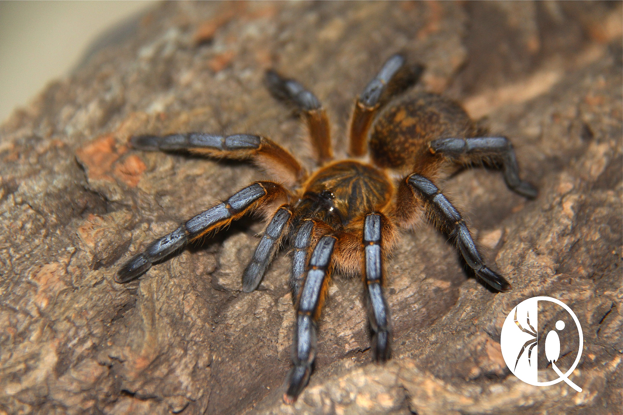 one南非蓝腿巴布hp苗子漂亮蓝色颁布宠物蜘蛛