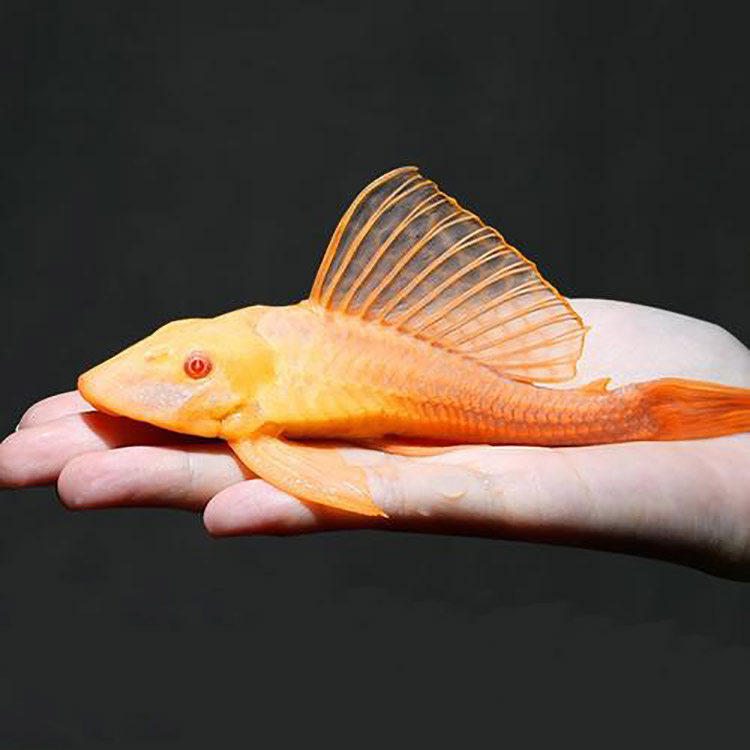 黄金红眼女王清道夫大帆女皇活体垃圾异型热带鱼