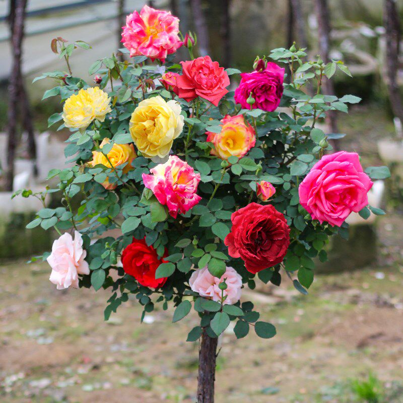 月季独杆树桩月季花花苗大花盆栽树形庭院多色时令草本花卉