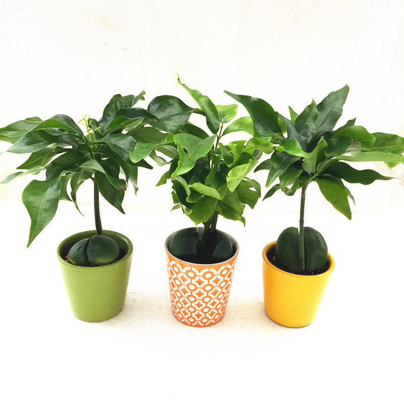 开心果小盆栽又名必思答绿仁果桌面绿植元宝树绿元宝招财进宝包邮