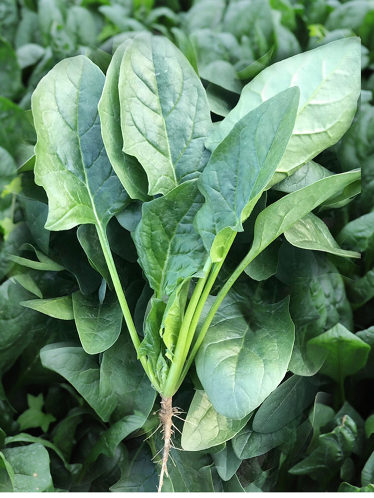 菠菜种子本地小叶尖叶地道品种四季耐热耐寒家庭园艺种子