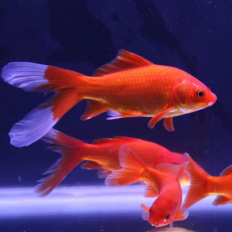 草鱼鲫鱼锦鲤金锦鲤大红新款长尾活体冷水鱼水缸鱼