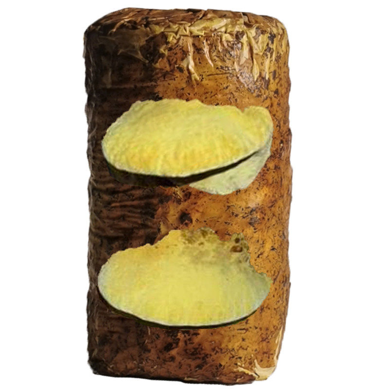 桑黄菌包出黄包绣球球菌栽培双孢菇椴木杨树桑树多肉植物