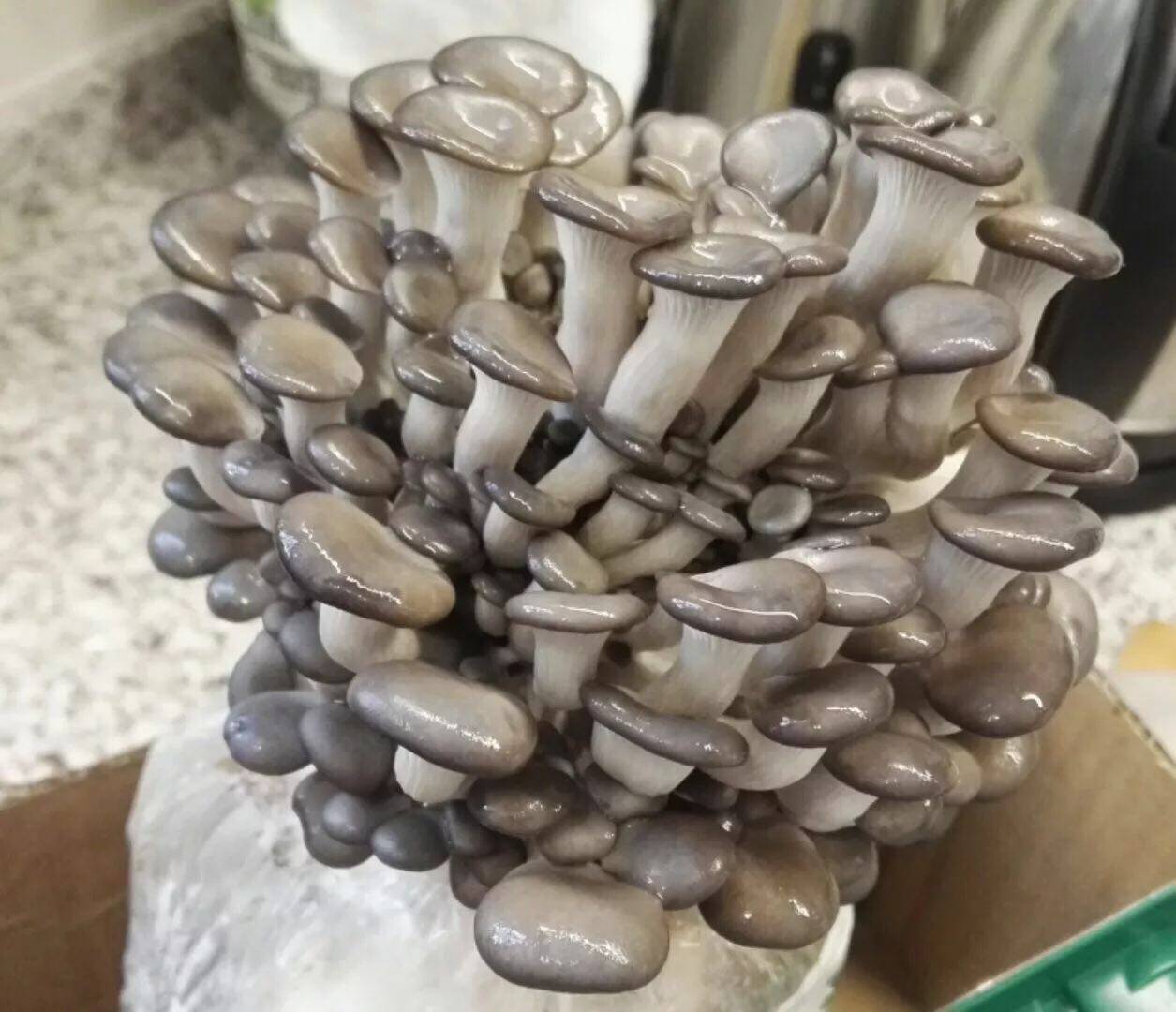 春艺食用菌盆栽景平蘑菇种植菌包菌棒菌种菌袋多肉植物