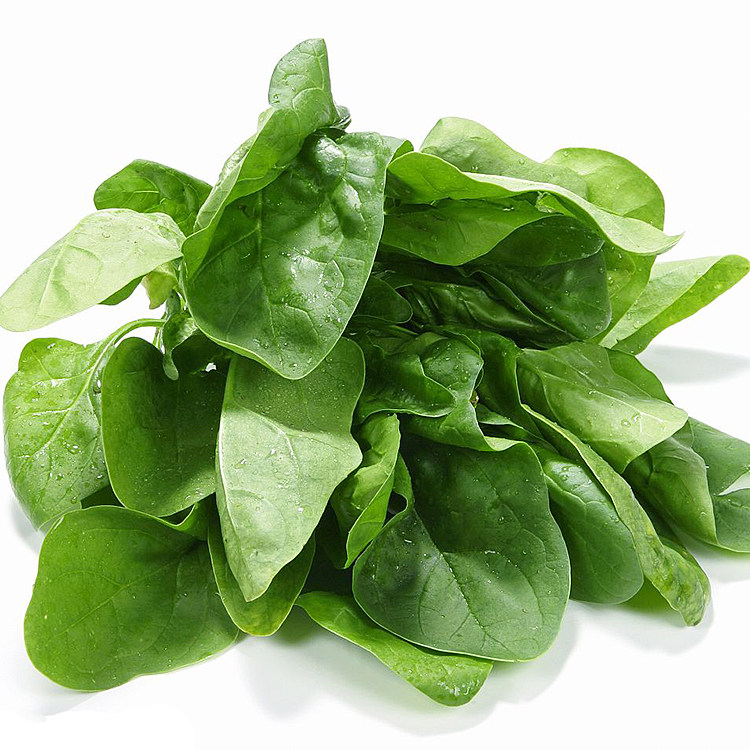 菠菜品种小叶菜种孑籽小尖叶本地农家农家菜菜园家庭园艺种子