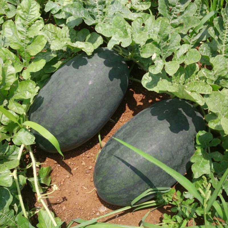 西瓜黑美人种孑椭圆形墨绿绿皮黑皮红瓤瓜籽露天家庭园艺种子