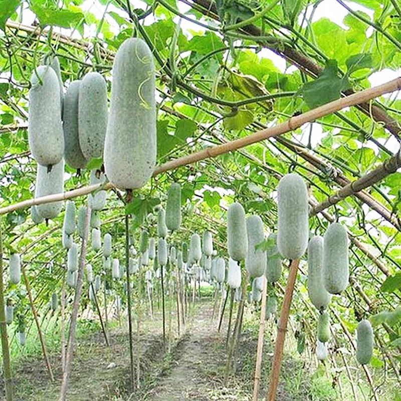 迷你台湾冬瓜种子高产早熟毛节瓜四季蔬菜菜种家庭园艺种子