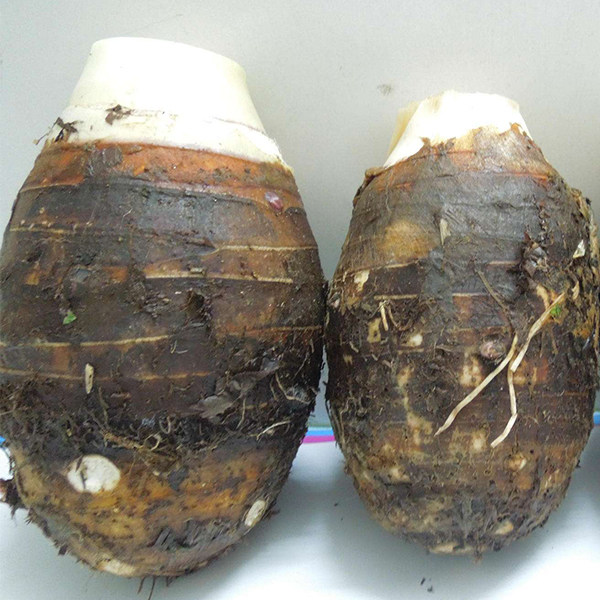 广西特产槟榔芋 新鲜蔬菜香芋头农家自种粉糯大芋头5-8个五斤装