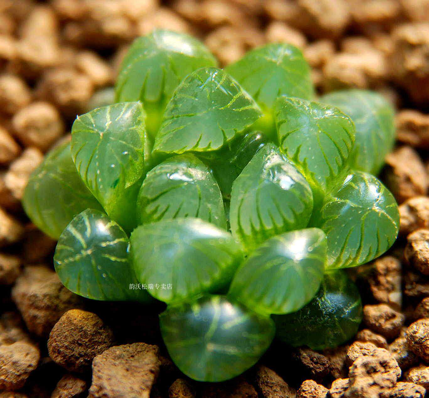 透明玉露仙人多肉植物防辐射办公室内创意植物易存活盆栽雨露花卉