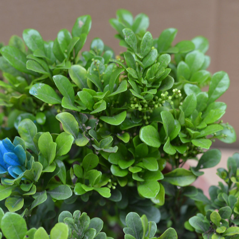 盆栽米兰花绿植米兰花苗可驱蚊虫植物春夏芳香绿植