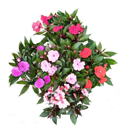 庭院七彩彩凤仙花花苗指甲阳台盆栽花卉室内时令草本花卉