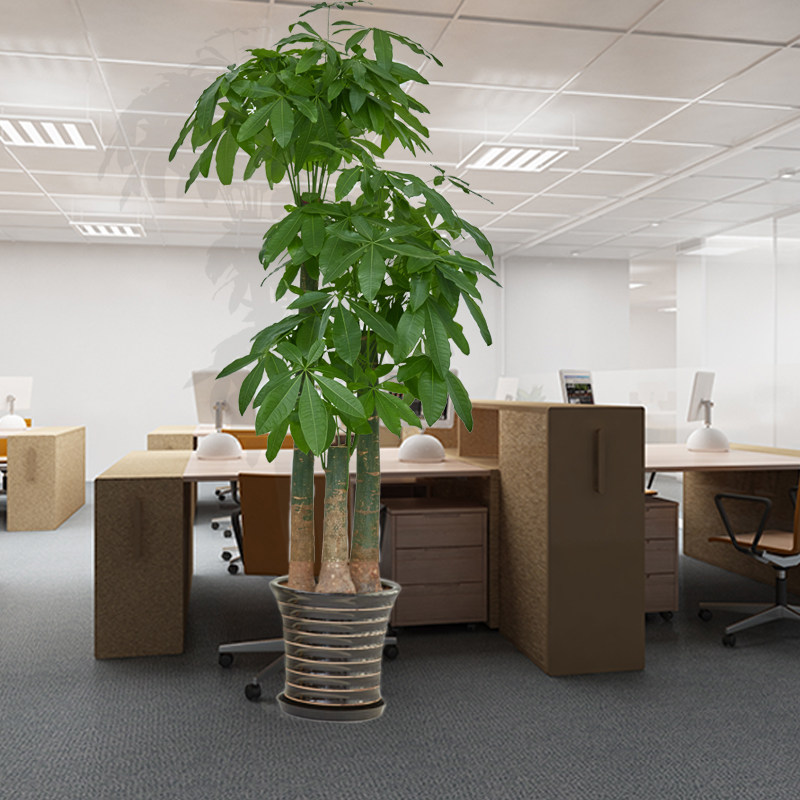 发财树步步高盆栽办公办公室室内三杆大型绿植植物大型绿植