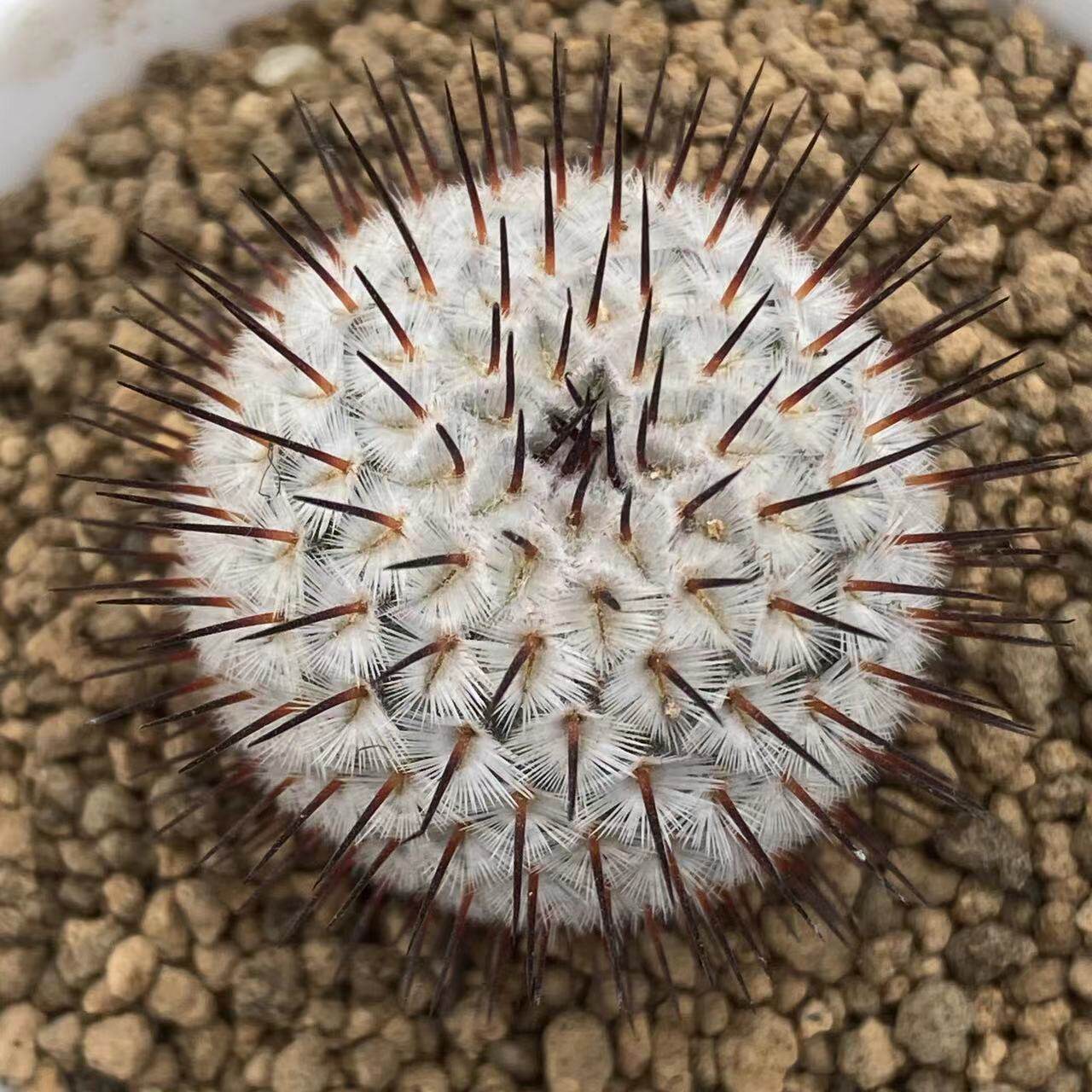 仙人描春直刺佩雷球乳突球仙人掌掌科多肉植物多肉植物