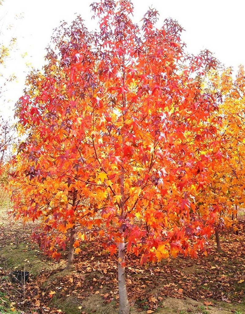 枫香落叶型行道树乔木彩木彩叶树种树种欧洲北美树苗行道树