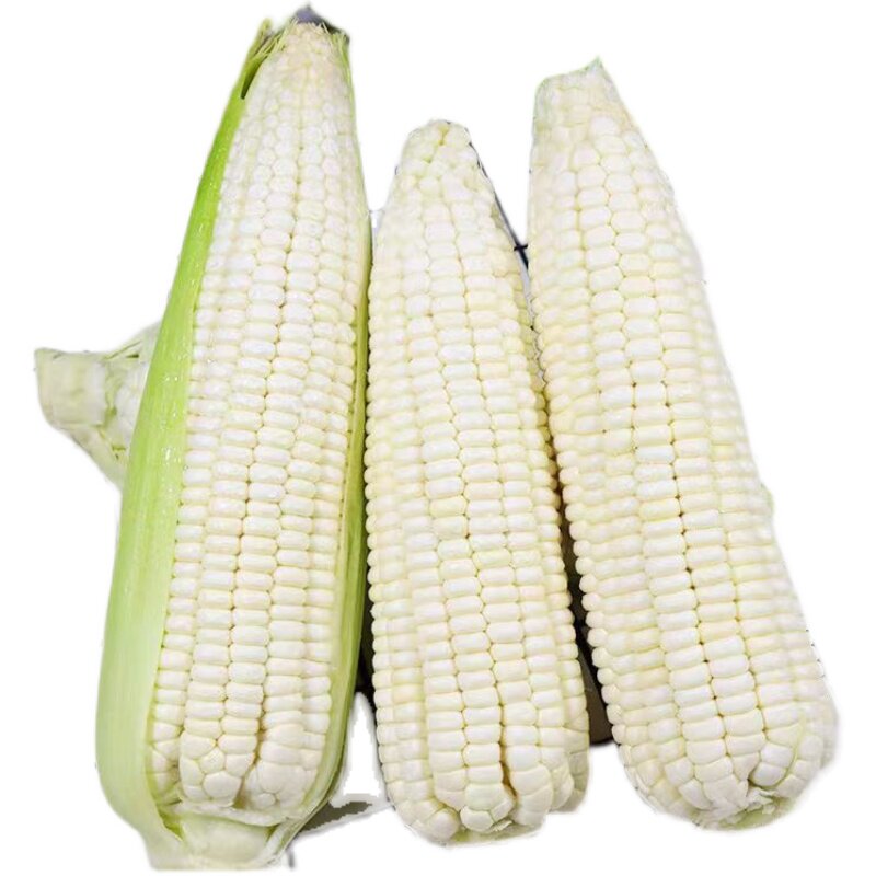 玉米精品蔬菜苞谷棒子白玉米白糯糯甜新鲜左右新鲜玉米