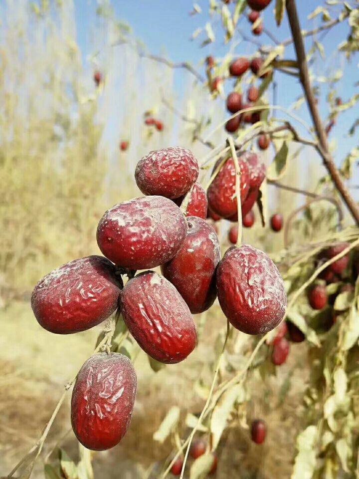 灰枣新疆五斤清洗若羌未清原生态红枣吊干36团枣类制品