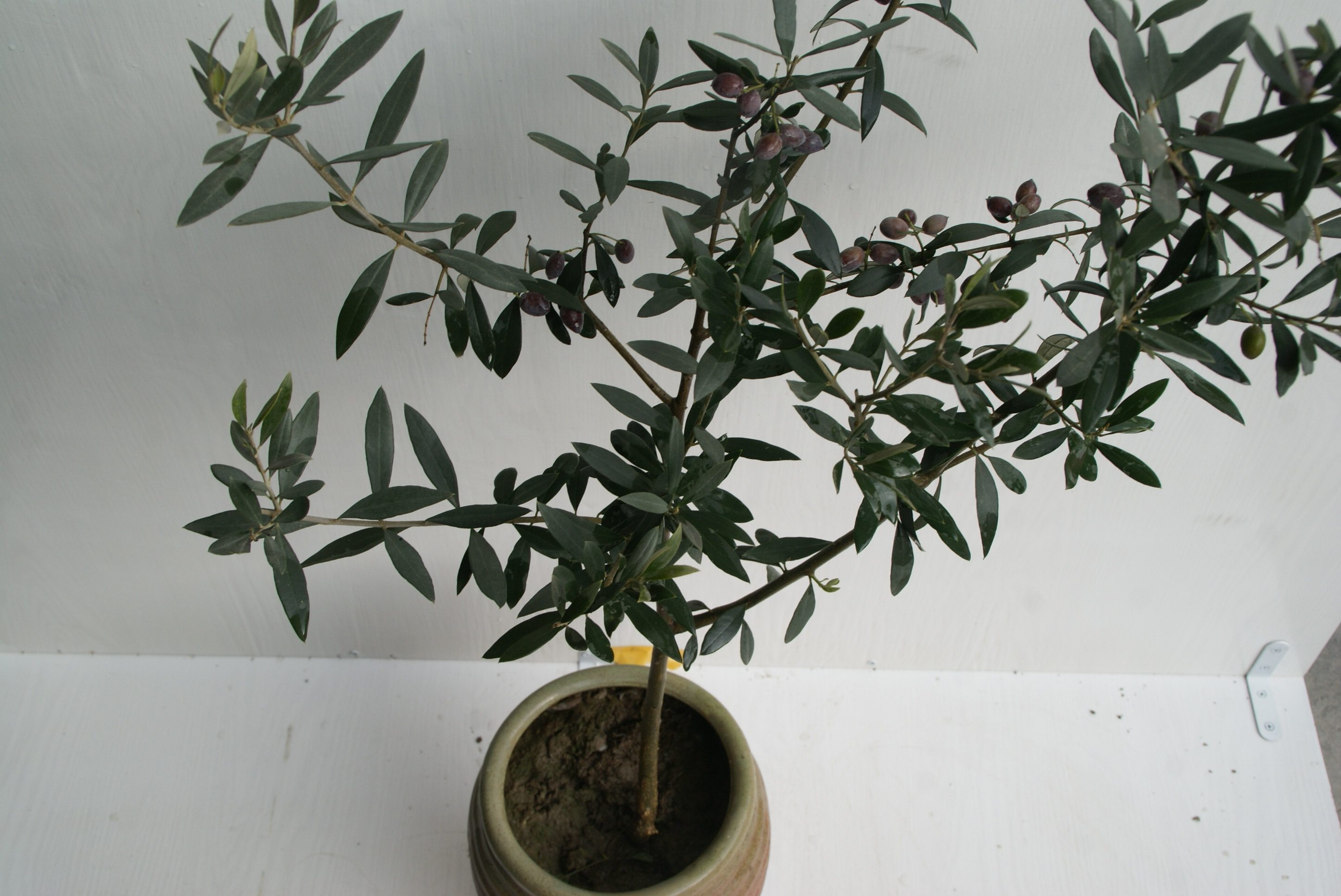 油橄榄盆景自然树形小盆栽非棒棒糖主杆不直农户油橄榄树基地直销